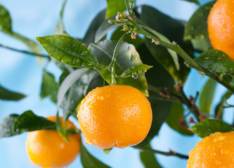 Ripe mandarin on a tree branch