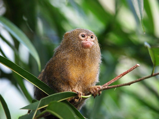 Pygmee monkey