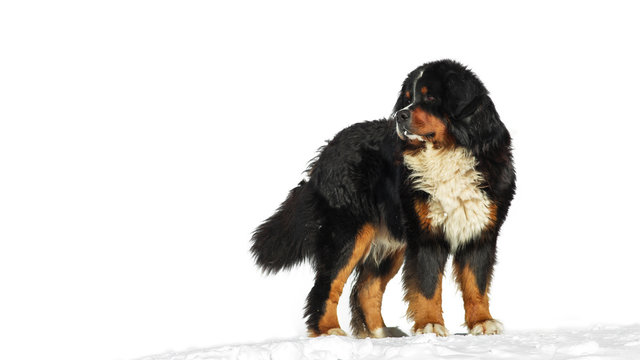 Bovaro Del Bernese