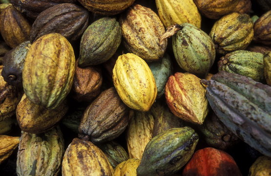 AMERICA CUBA BARACOA CACAO