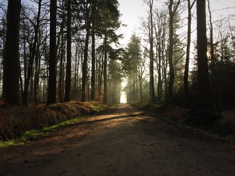 Waldweg am Abend in Kellenhusen