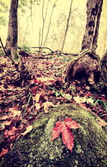 Retro Maple Leaf on a Rock in an Autumn Forest