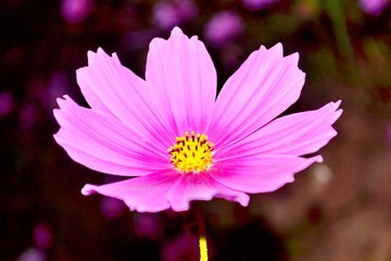 purple cosmea (cosmos) flower