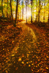 Sunlight Path in a Fall Forest - Vertical