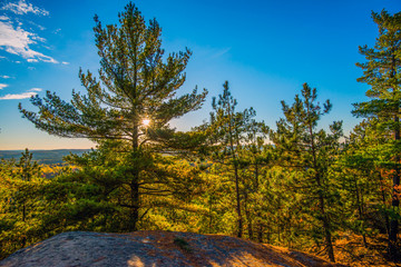Sun Shines Through Evergreen Trees on a Cliff - 78159341
