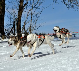 Schlittenhunderennen