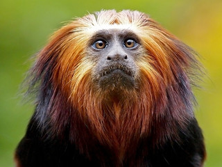 Lion Tamarin © Edwin Butter