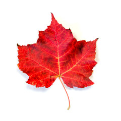 Fire Red Maple Leaf Isolated on White