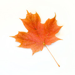 Orange Maple Leaf Isolated on White