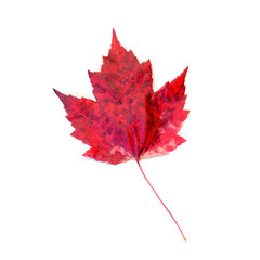 Red Spotted Maple Leaf Isolated on White