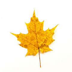 Yellow Maple Leaf Isolated on White