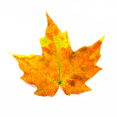 Yellow and Orange Maple Leaf Isolated on White