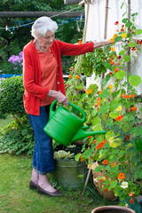 Old Woman Watering Flower Plants at the Garden.