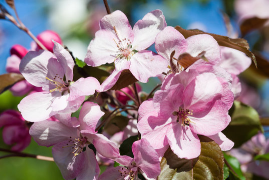 Blooming apple trees. Pink spring flowers. Young leaves. Macro. (soft focus).