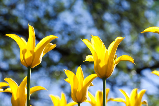 Fresh yellow tulips in warm sunlight (soft focus) © besjunior