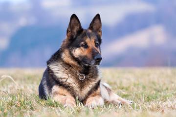 Deutscher Schäferhund