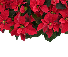 Poinsettia at the Top of Frame on White Background
