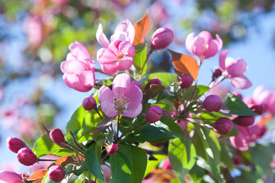 Blooming apple trees. Spring flowers. Young leaves. Spring. (soft focus).