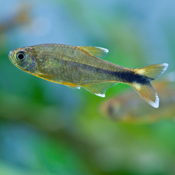 Aquarium fish. Rosy Tetra. Nature tank