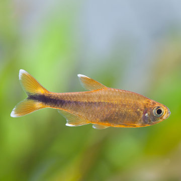 Aquarium fish. Rosy Tetra.