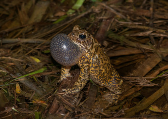 American Toad at Night Looking to Mate