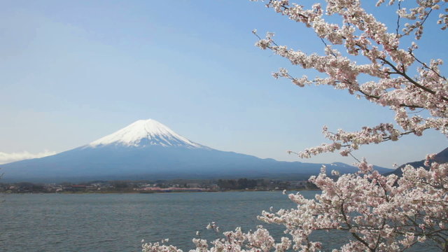 桜咲く河口湖と富士山