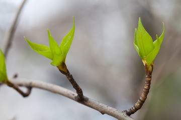 Young leaves. Spring. (Soft focus).