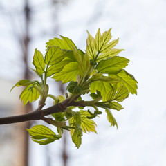 Young leaves. Spring. (Soft focus).
