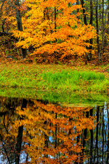Reflection of Autumn Trees on Water