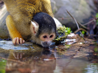 water drinking squirrel monkey