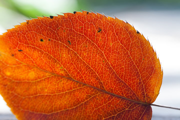 Autumn leaf in the sunlight. Close-up
