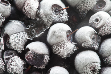 Frozen berries. Closeup. Macro. Blueberries.