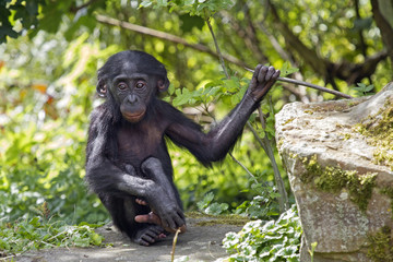 Bonobo Baby