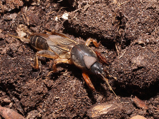 Gryllotalpa gryllotalpa