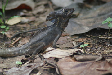 lézard