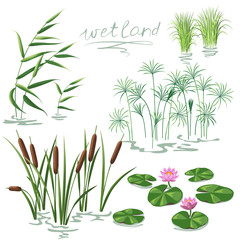 Wetland Plants Set - obrazy, fototapety, plakaty