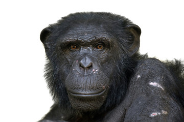 Chimpanzee - obrazy, fototapety, plakaty