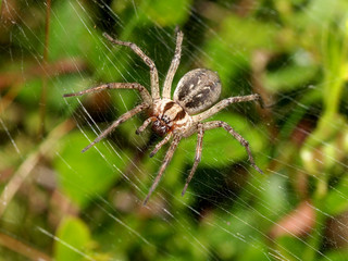 Funnel Spider