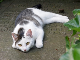 A cat lying outdoors