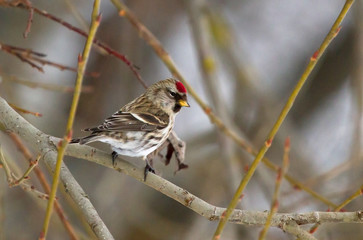 Common Redpoll on the branch