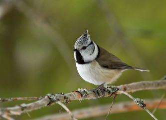 European crested tit on the branch
