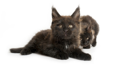 black kittens