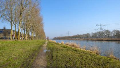 Swans swimming along the shore of a canal