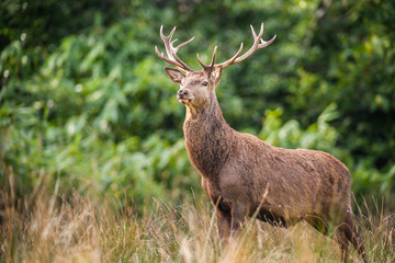 Naklejka na ściany i meble stag deer standing tall in a field