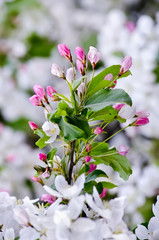 Flowering fruit tree