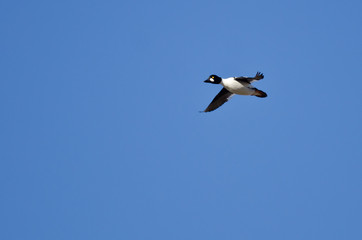 Common Goldeneye Duck Flying in a Blue Sky