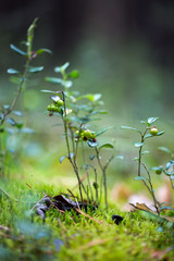 Green plants for your design