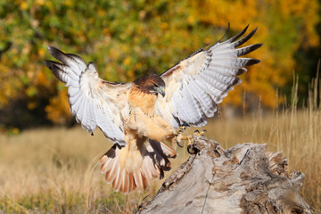 Red-tailed hawk in flight