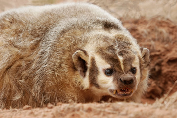 American badger (Taxidea taxus)