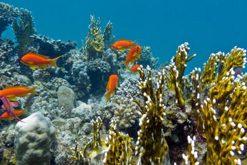 coral reef with  exotic fishes anthias in tropical sea